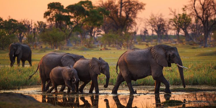Best Destinations For Wildlife Photography In Africa