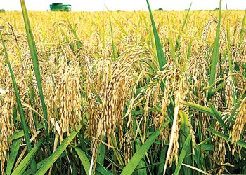 Stakeholders Revisit Nigeria's Wheat Production Targets